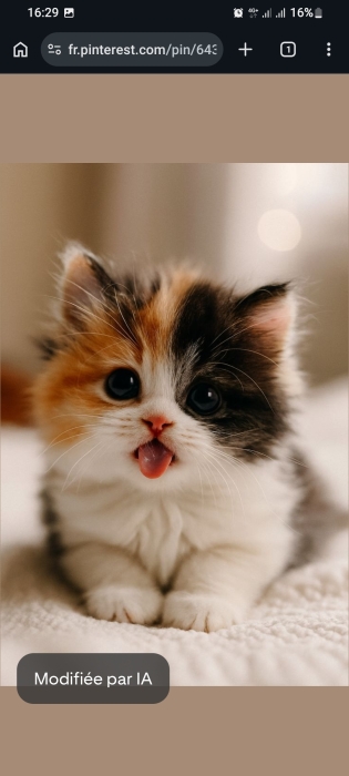 Chat chirazi