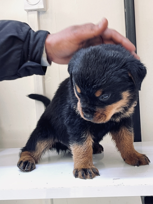 Rottweiler