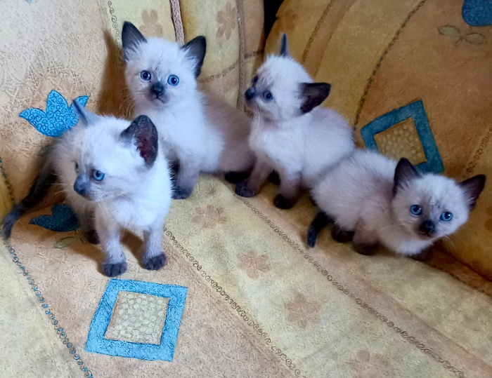 chats siamois
