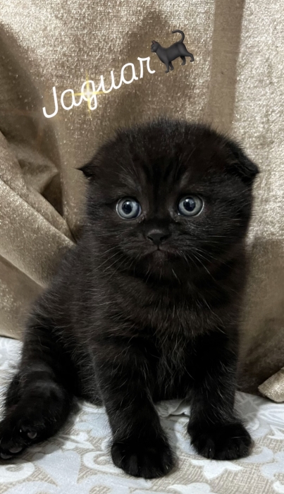 Scottish fold