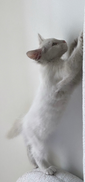 Chat Angora