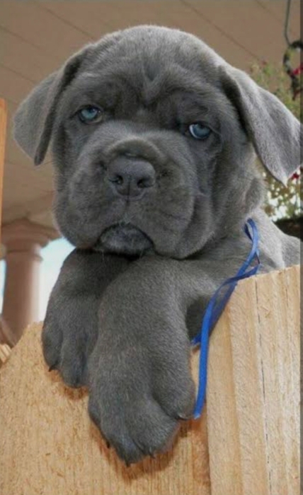 Super chiots cane corso race pure