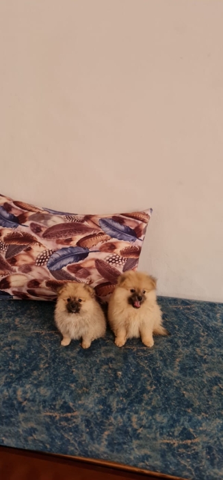 Spitz