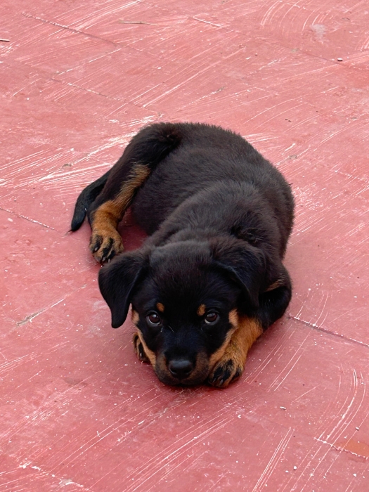 Rottwaillr