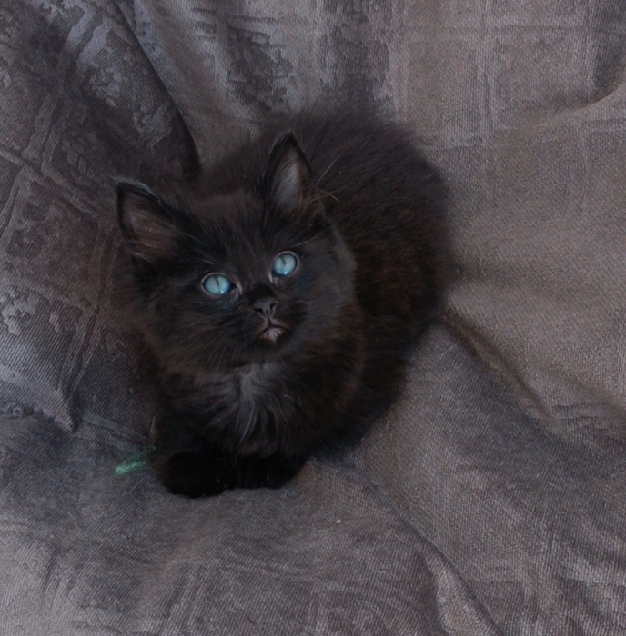 Norvégien Chaton