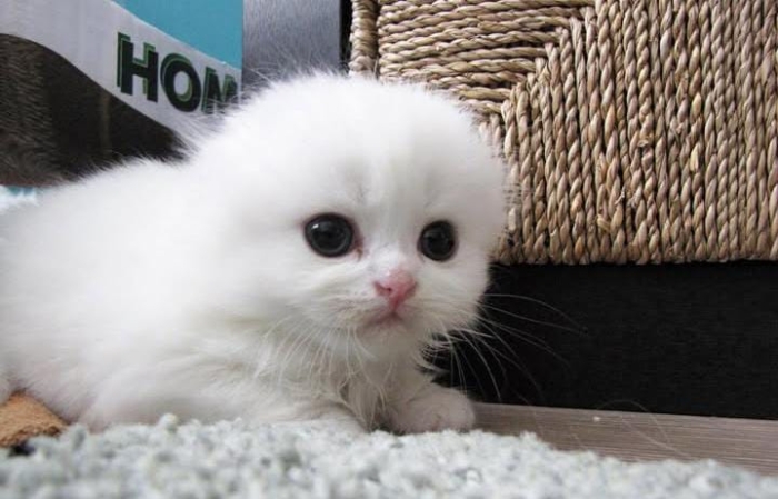 Scottish fold & Highland Pedigree