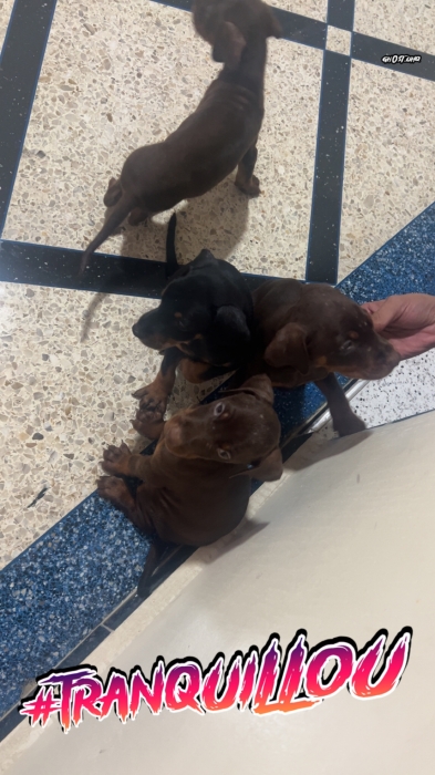 Chiots doberman