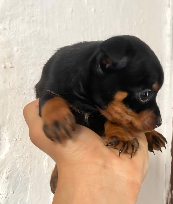 Pinscher