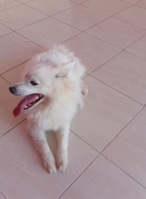 Chiwawa