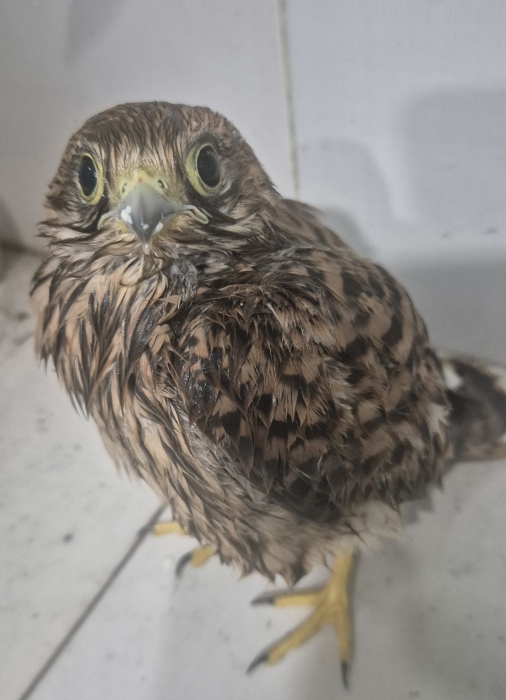 Aigle d'Aousak