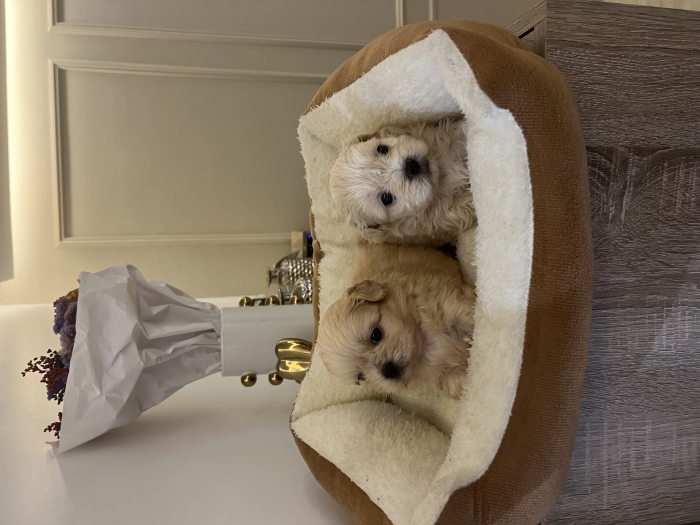 Bichon Havanais