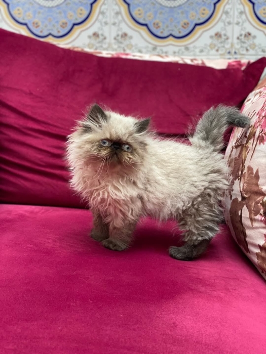 Chaton persan