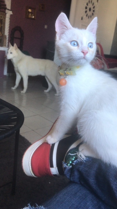 Husky