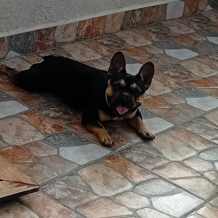 Bouledogue francais