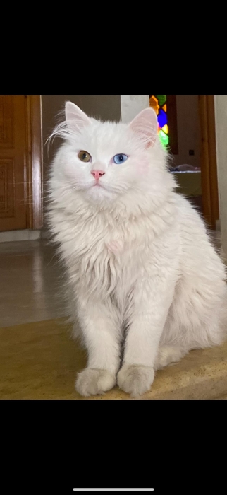 Angora turc