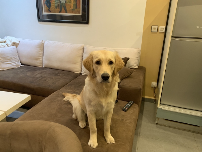 Golden retriver