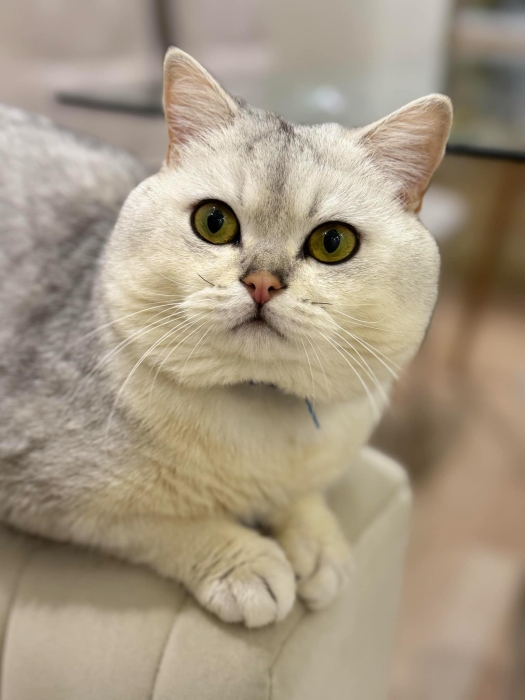 British shorthair