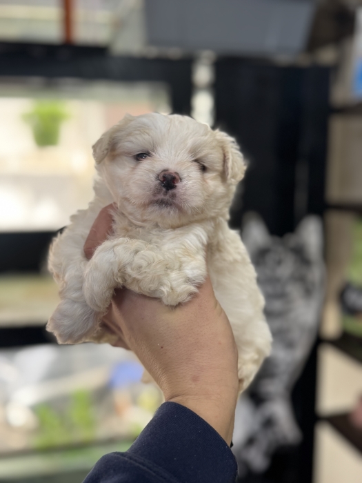 Bichon nain