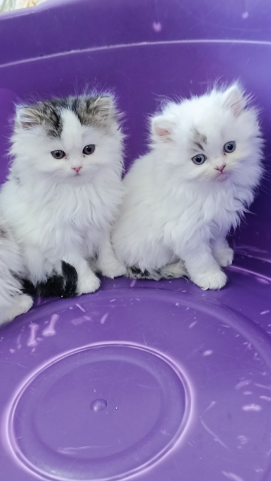 Chat