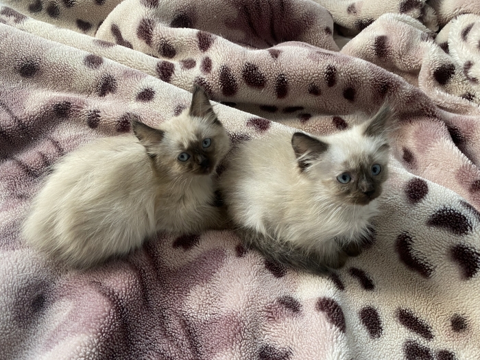 Chatons siamois balinais