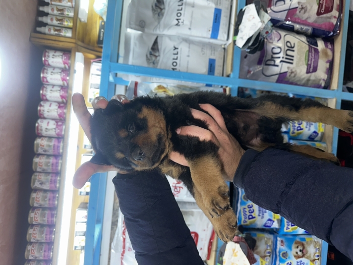 Rottweiler
