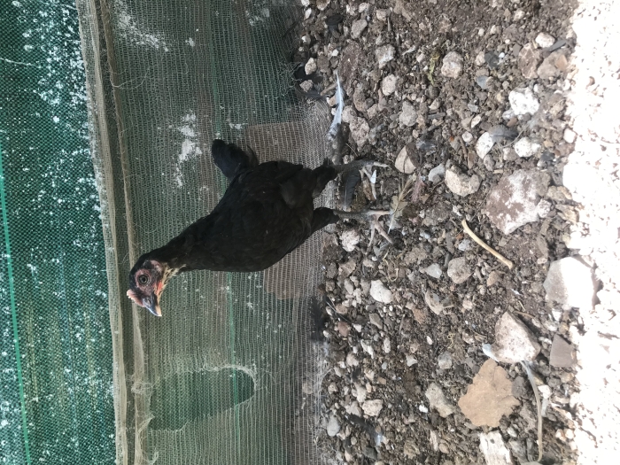 Poussins australorp