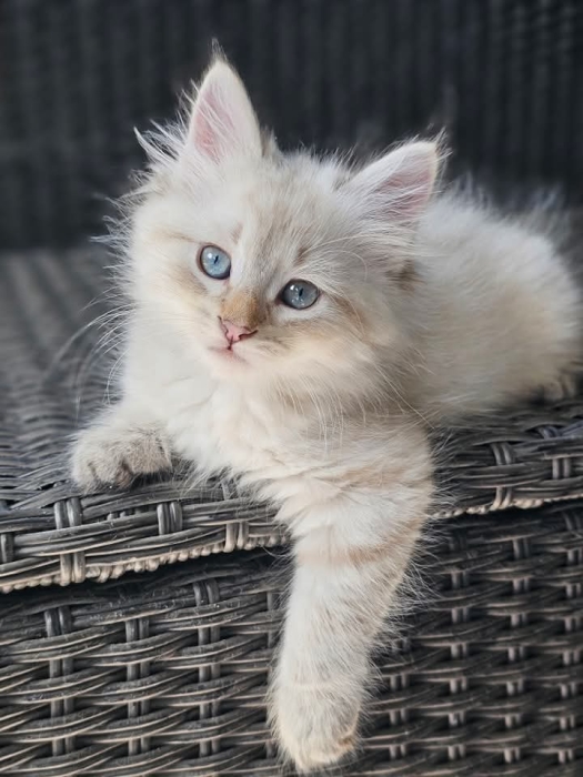 Sibérien chaton