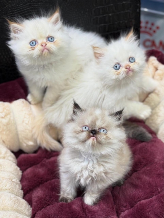 Persan chaton
