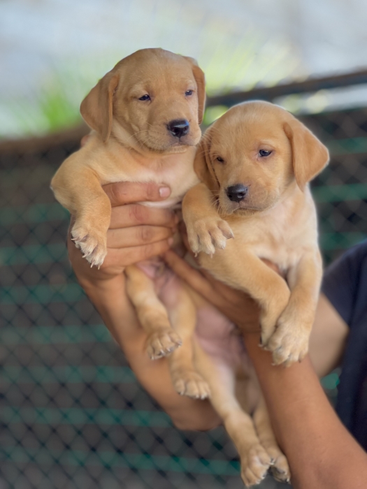 Chiot labrador