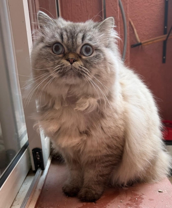 Chat persan