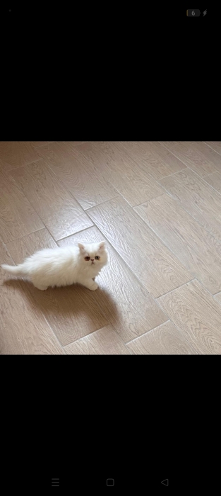 Chats persans