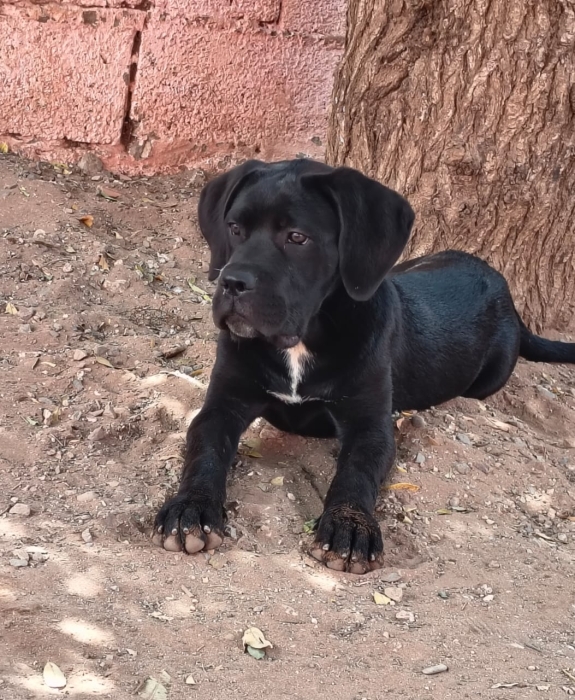 Cane corso