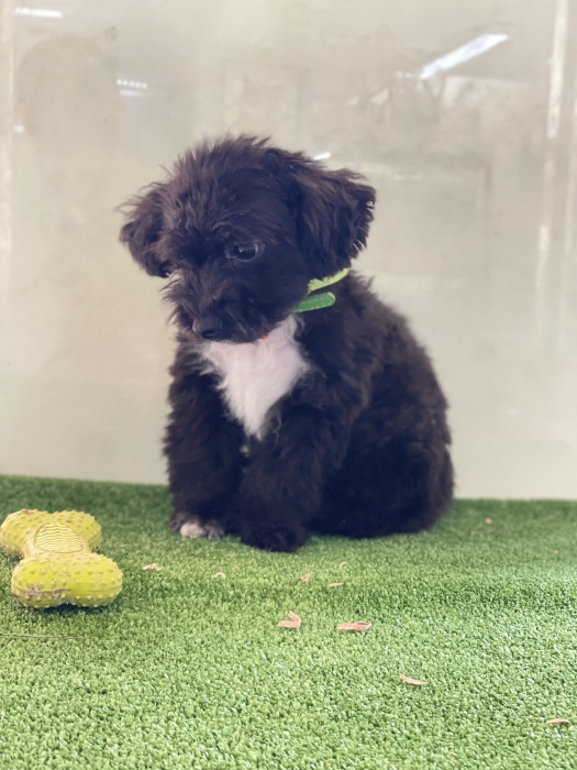 Bichon havanais
