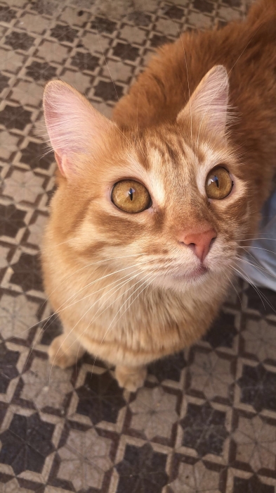 Chatte vaccinée à adopter