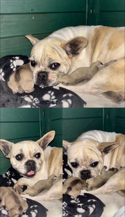 Bulldog Français