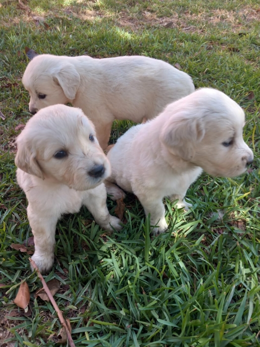 Golden Retriever Pure Race
