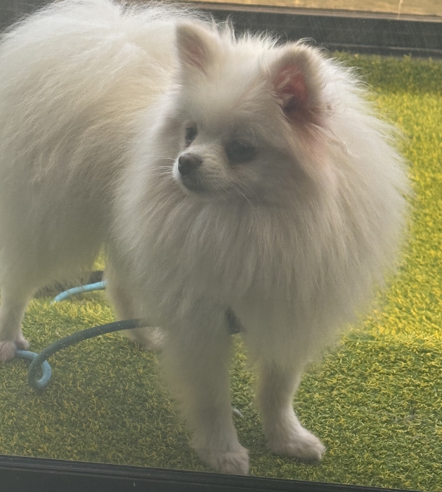 Spitz nain