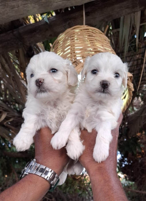 Bichon Maltais