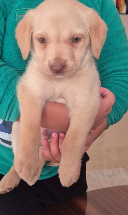 Labrador