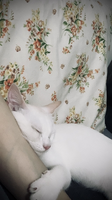 Chat