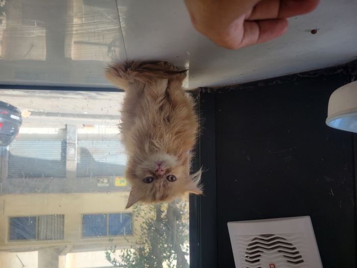 Chat persan pure race