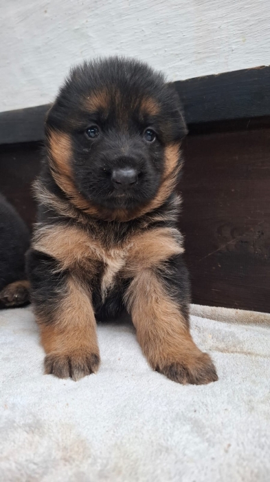 Berger Allemand