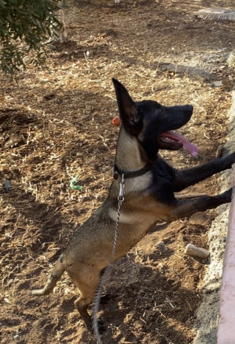 Malinois