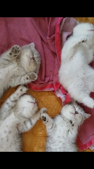 Scottish fold pure