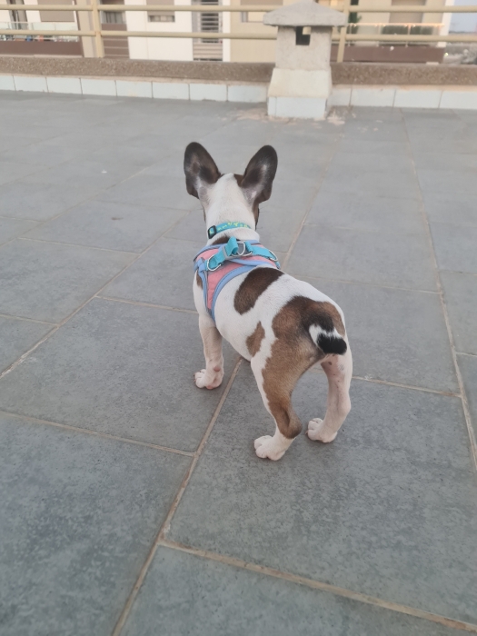 bouledogue francais