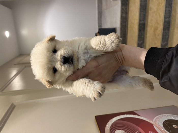 Bichon Havanais