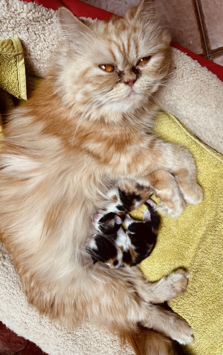 Beautiful Purebred Persian Cat