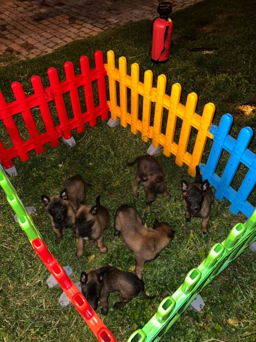 Berger Malinois 🐾
