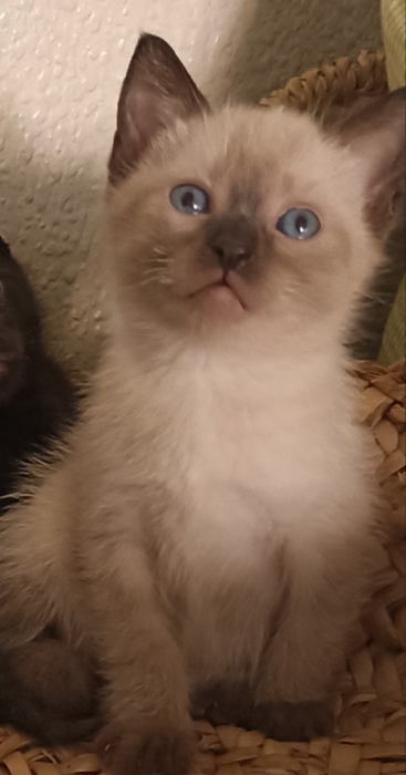 Chaton siamois