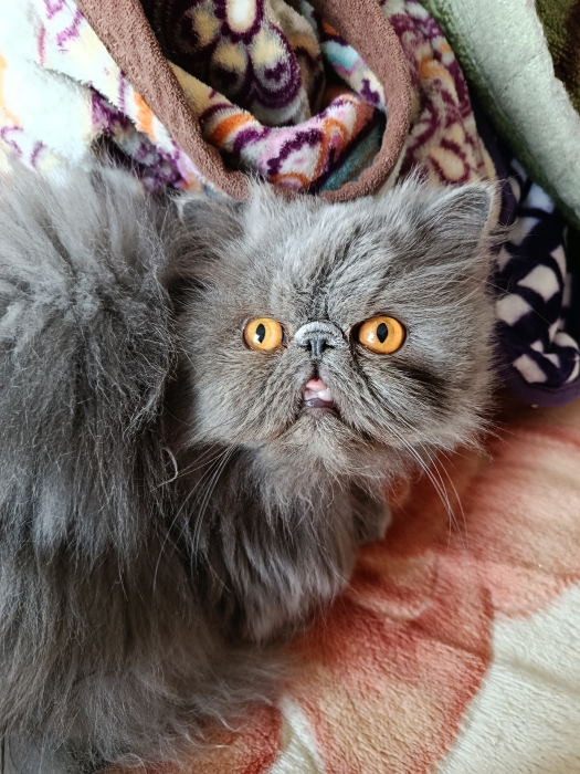 Femelle persan